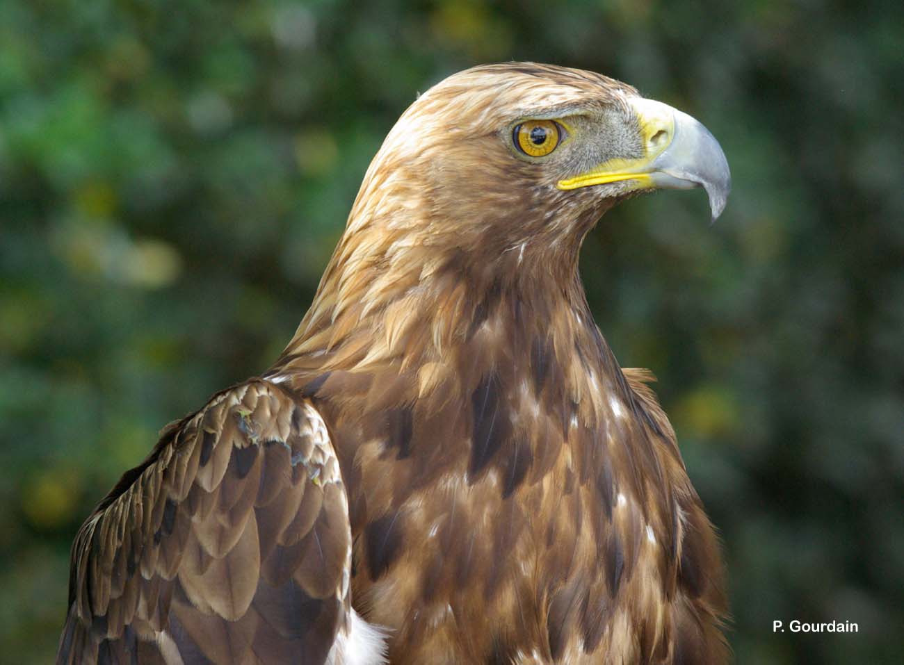 Aigle royal