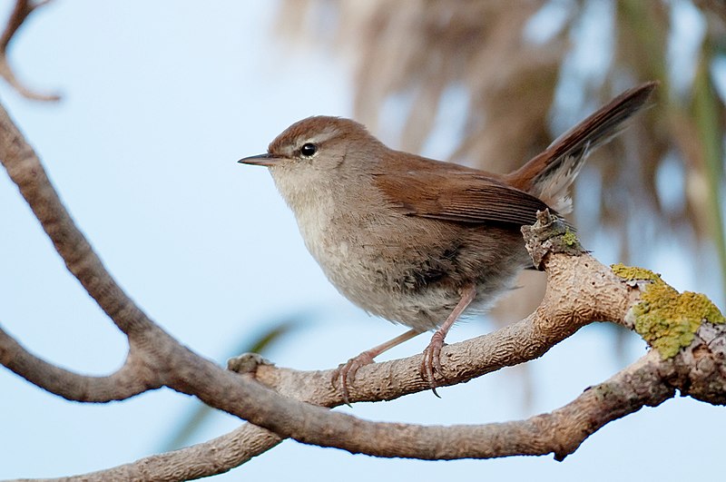 Bouscarle de cetti