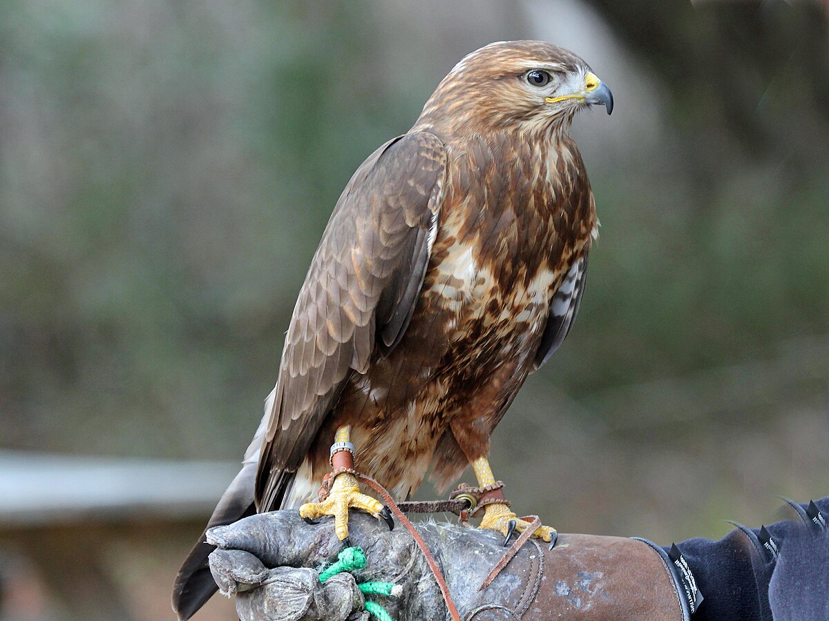 Buse variable