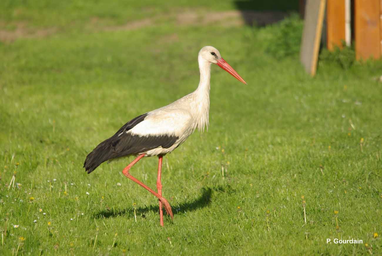 Cigogne blanche