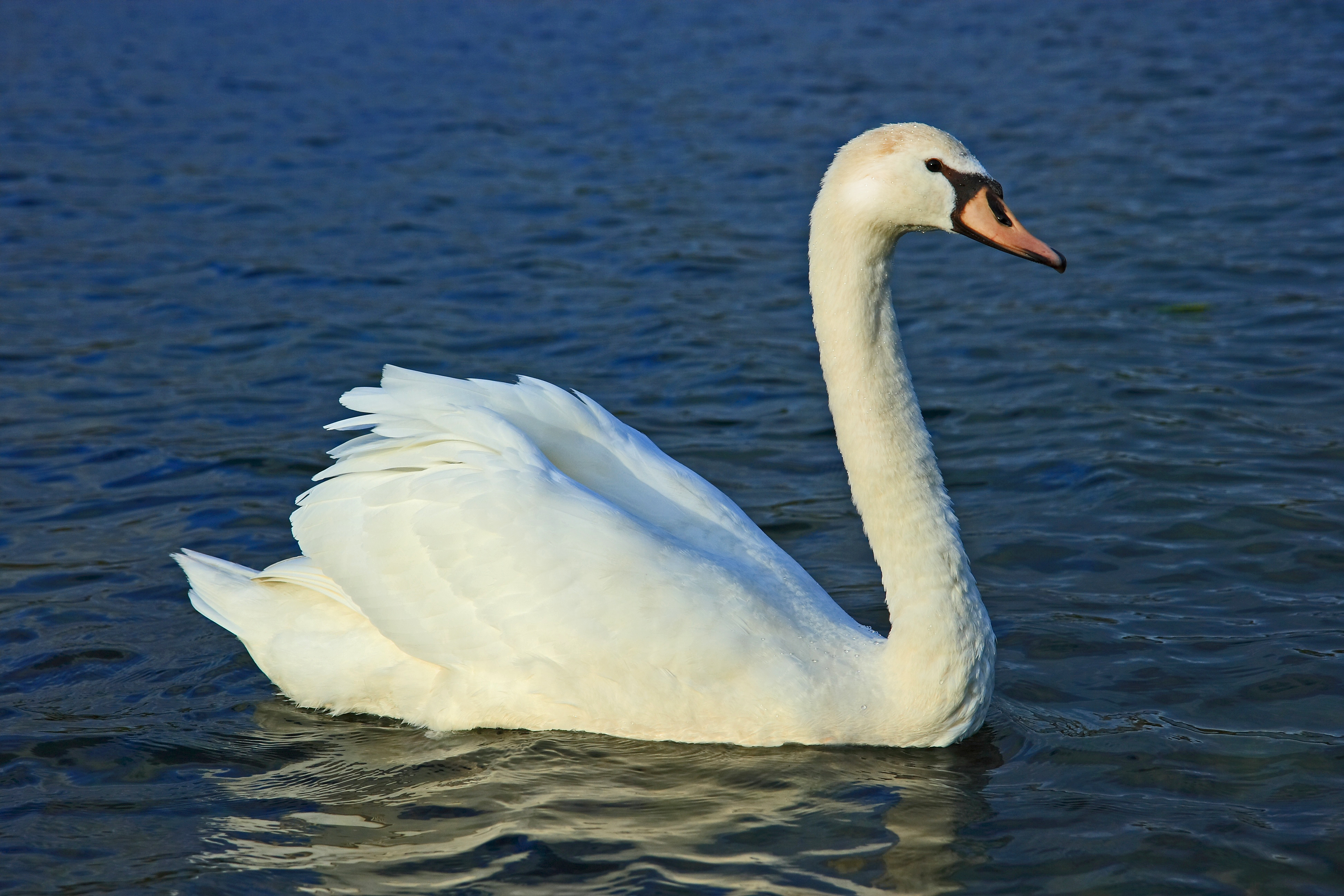 Cygne tuberculé
