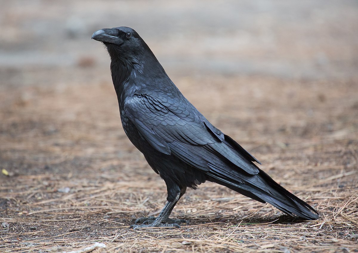 Grand Corbeau