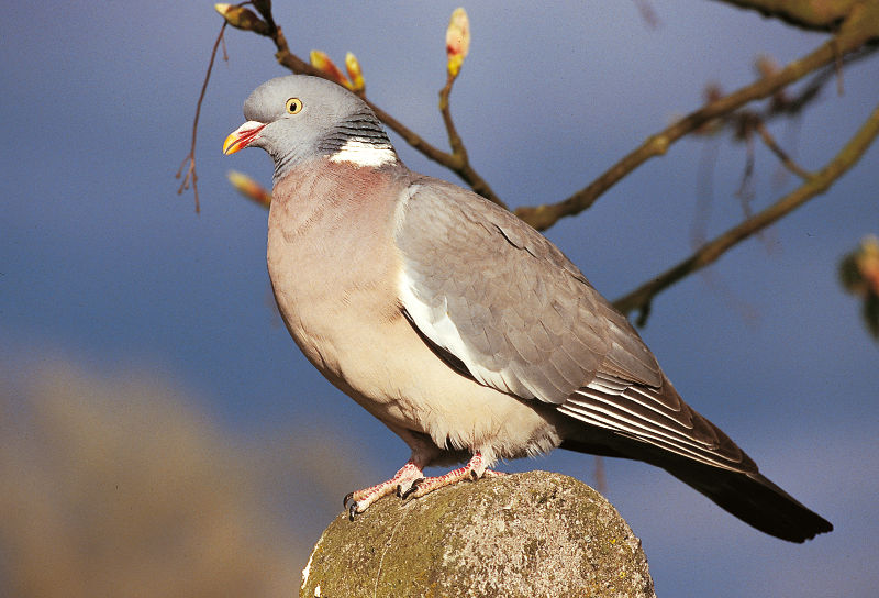 Pigeon Ramier