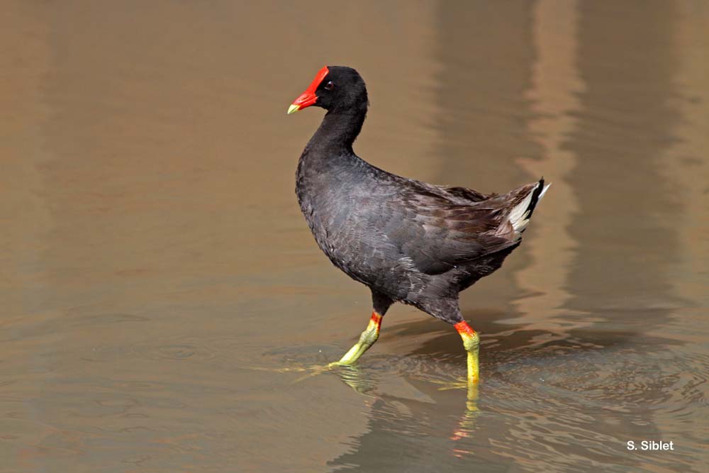 Poule d'eau