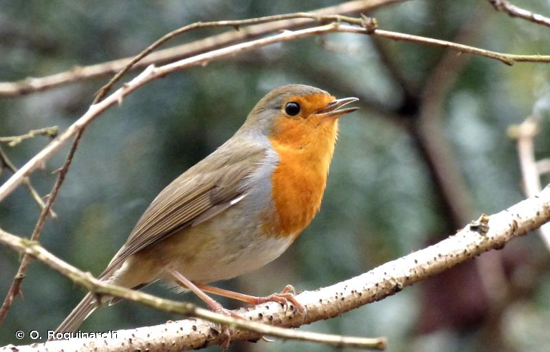 Rouge-gorge familier