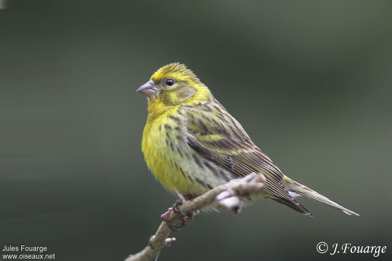 Serin cini