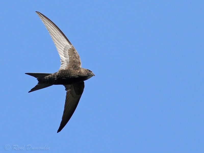 Martinet noir