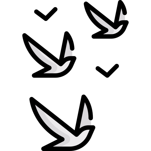 birds